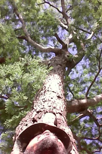 Jacarandá da Bahia  Mudas 