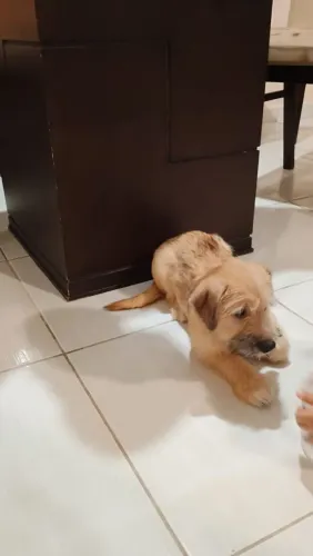 Dupla de machos SRD+Lhasa Apso