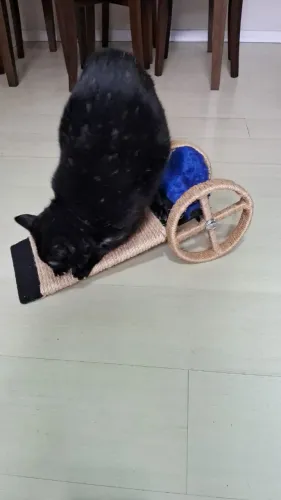 Arrannhdores para gatos