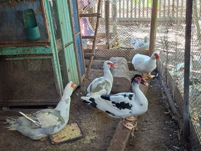Patos