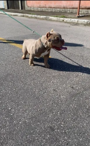 American Bully Micro
