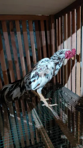 Galo moura e duas frangas