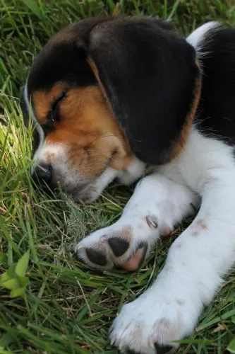 Beagle incrível para quem ama companhia