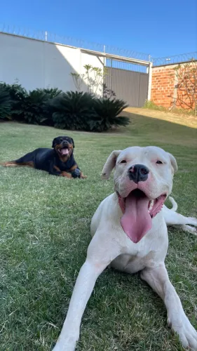 Doação DOGO ARGENTINO Fêmea Adulta 