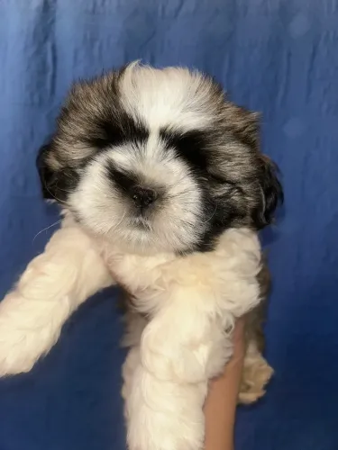 Filhote macho shitzu mini
