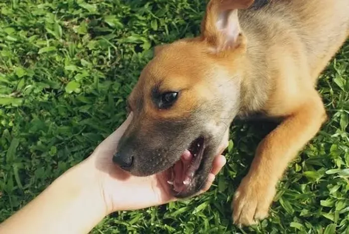 CACHORRO ADOÇÃO