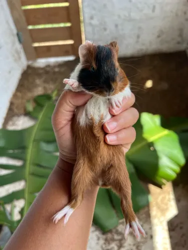 Porquinhas da Índia fêmea