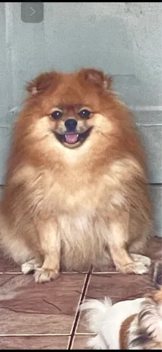 Vende-se 1 Lulu da pomeranea adulta