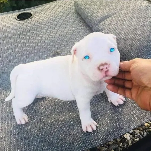 Pitbull Amor que cresce no contato diário