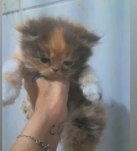 Gatinhas persa tricolor