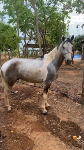 Cavalo marcha picada