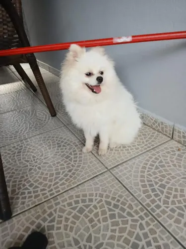 Spitz alemão branco documentado e chipado 