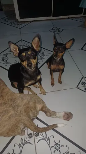 Pinscher número 1 à venda