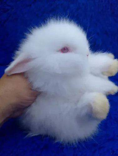 Anão Teddy dwerg ursinho (albino)
