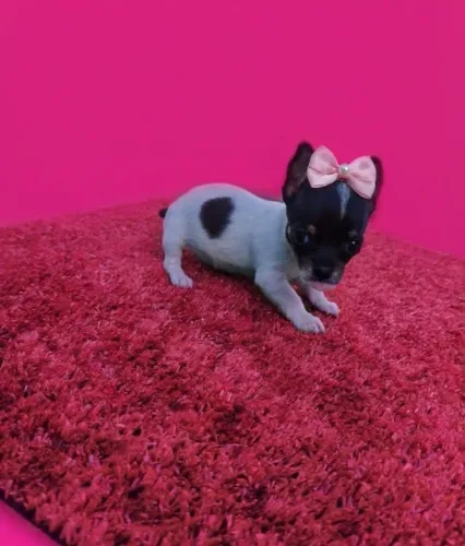 Uma Pequena Companheira