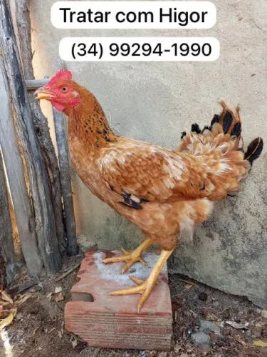 Galinha