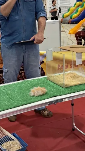 Hamster Sírio fofos