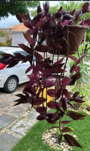 Vaso pendente para planta