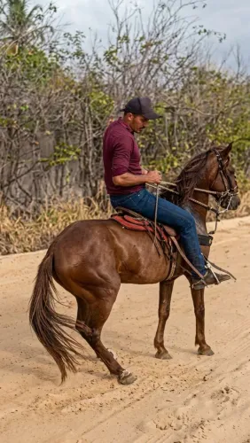 Cavalo mangalarga machador castanho bom demais para cavalgadas