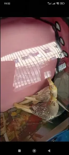 Mochila para carregar seu animal de estimação