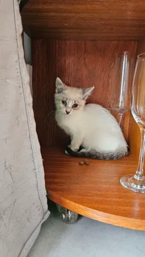 Adoção Responsável: Gatinha em Busca de um Lar Cheio de Amor