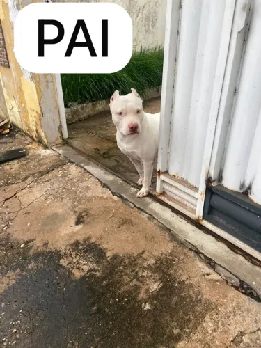 Filhote de PITBULL RED NORSE