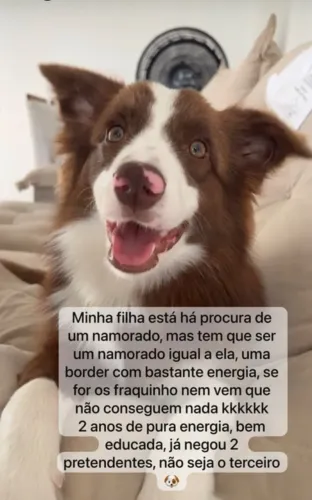 Cachorro