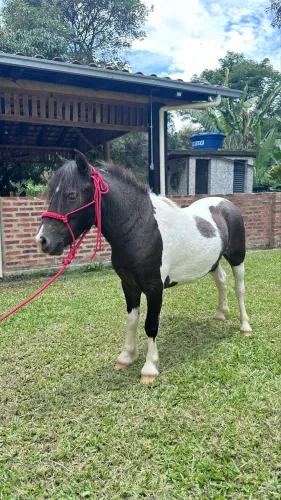 Casal Pônei Inteiro Pampa de preto e Fêmea