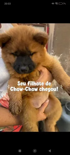 Lindos filhotes de Chow Chow a venda