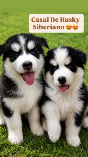 Casal De Husky Siberiano 