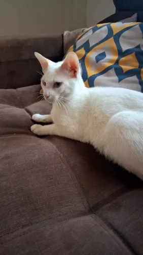 Doação de gato