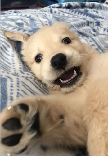 Golden Retriever equilíbrio perfeito entre beleza e amor