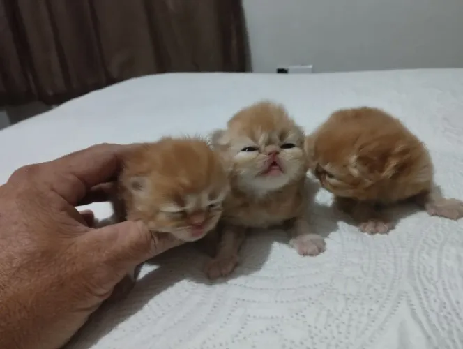 Vendo Gato persa laranja igual ao Garfield