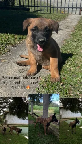 Filhote malinois!