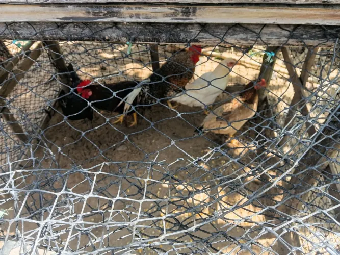 Vende galinha  caipira 