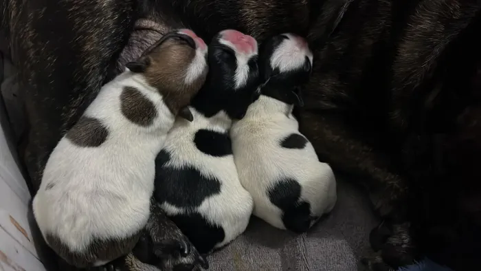 Filhotes de buldogue francês