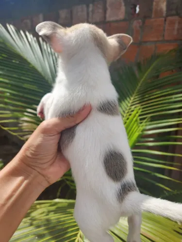 Chihuahua Macho