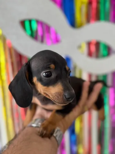 Filhote Dachshund pedigree