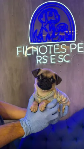 Pug bem fofinho, também temos fêmeas