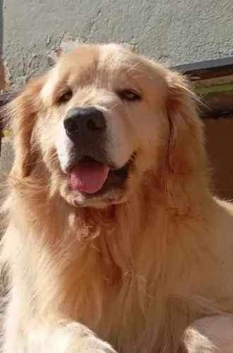 400 reais você leva um maravilhoso Golden retriver 3 anos 