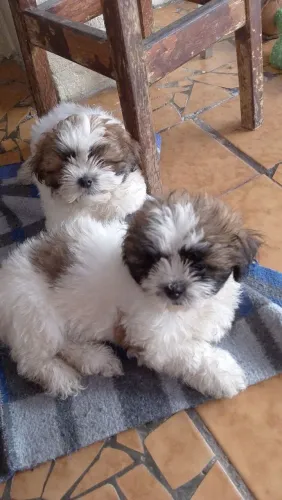 Shih tsu