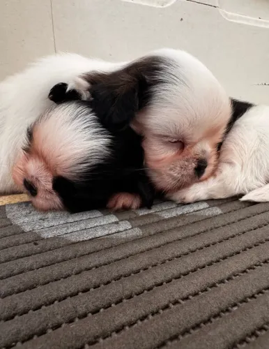 Lindos filhotes de Shih Tzu