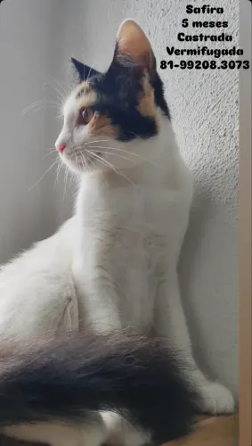 Gatinha adoção responsável 