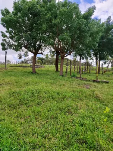 Granja com 5 hectares na região de monte alegre
