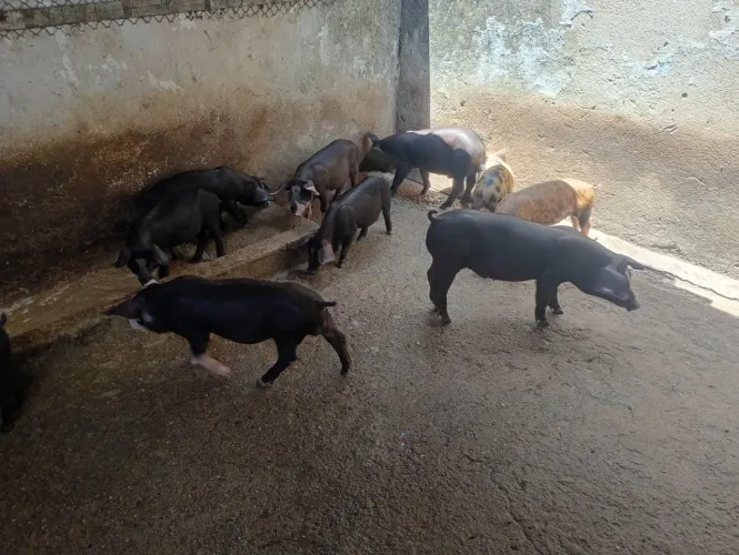 Bacorinho 