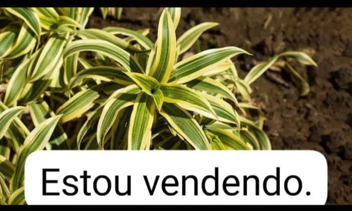 Vendo plantas