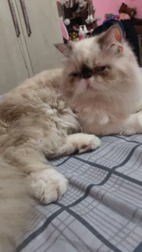 Gato persa macho
