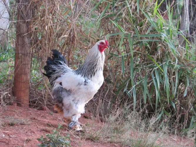 Galo Brahma