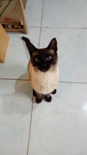 Doando gatinho siamês 