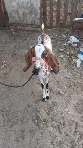 Animais agropecuários